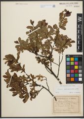 Foto von Salix waldsteiniana Willd.